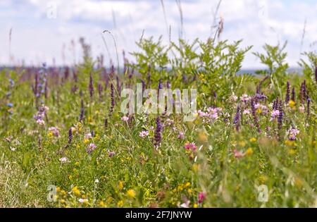 A flower meadow in summer with a blue sky. Background landscape. The scattering. Stock Photo