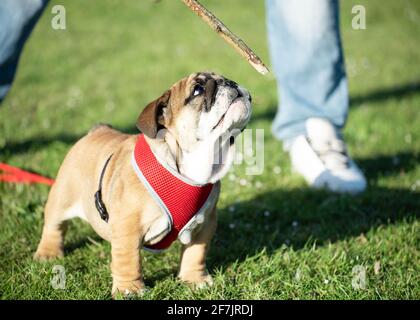 Puppy of Red English Bulldog in red harness out for a walk walking on dry grass Stock Photo