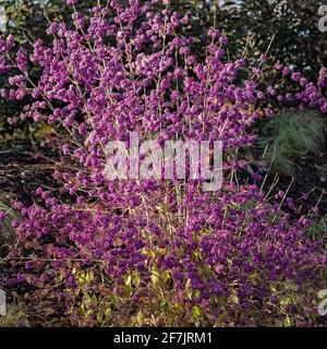 Beautyberry profusion,  Callicarpa bodinieri var. giraldii 'Profusion', bush in winter Stock Photo