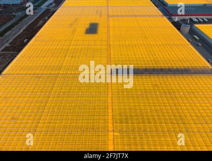 Aerial drone view of massive greenhouse for growing vegetables. Flying over large industrial greenhouses with transparent roof in evening. Stock Photo
