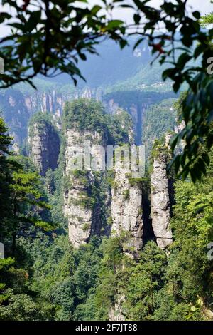 Green mounatins with river valley geomorgy in Zhangjiajie national forest park, with tree branches nearby. Stock Photo