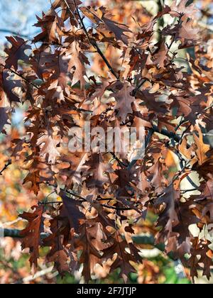 Branches of the northern red oak, Quercus rubra, in early winter Stock Photo