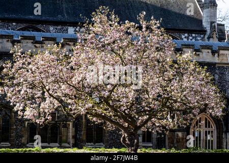 Kingston, London UK, April 7 2021, A Cherry Blossom In A Church Yard In Full Bloom Or Flower With No People Stock Photo
