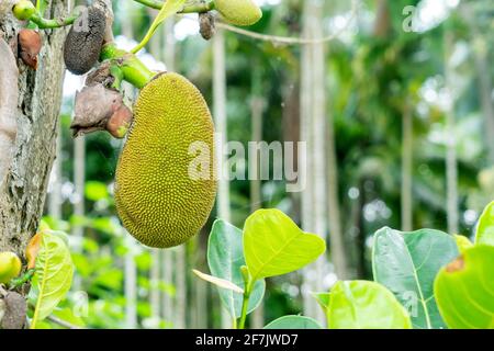 Jackfruit Tree and young Jackfruits Stock Photo