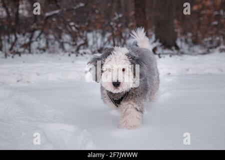 dog in the snow Stock Photo