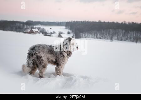 dog in the snow Stock Photo