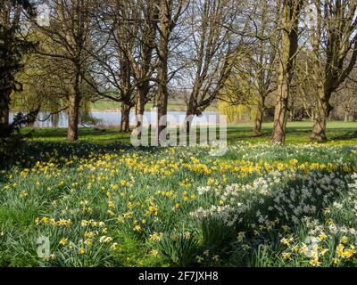 A carpet of spring flowers in dappled light in the woodland garden of Kelmarsh Hall, Northamptonshire, UK Stock Photo