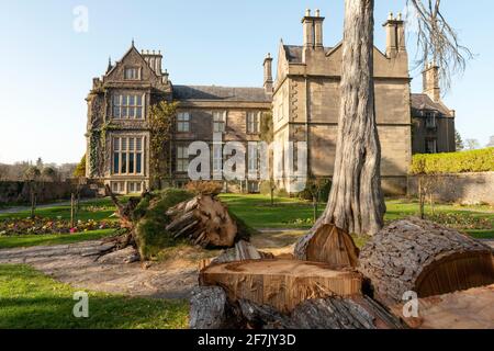 Ireland storm damage fallen tree at Muckross House and Gardens in Killarney National Park, County Kerry, Ireland Stock Photo