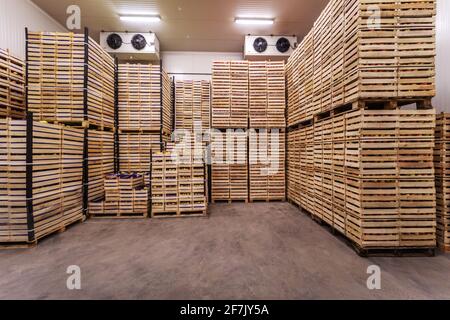 Fruits in crates ready for shipping. Cold storage interior. Stock Photo