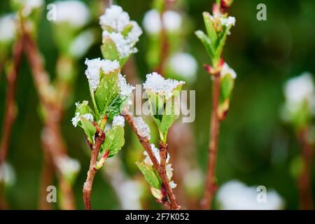 Close-up of Frozen leaf covered with snow Stock Photo