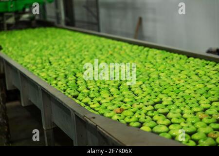 Transport of freshly harvested apples in a food factory for sale. Green apple. Stock Photo