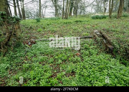 Old and replacement five bar gates and fence Stock Photo
