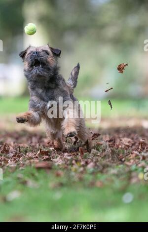 Border Terrier dog playing with a ball Stock Photo