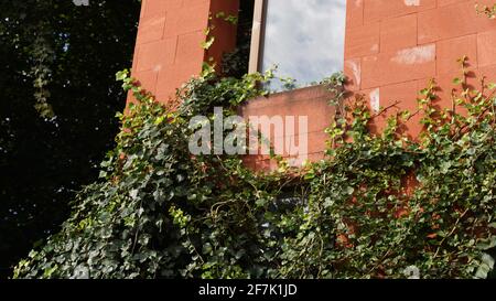 A red brick wall with glass window and lots of Hedera Helix ivy on it. Stock Photo