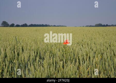 poppies in a wheat field at poplar farm cambridgeshire Stock Photo
