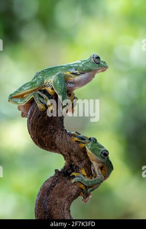 Both flying frogs perch upon a branch. BEKSAI, INDONESIA: ADORABLE images showed the moment two abah river flying frogs sat on top of one another as t Stock Photo