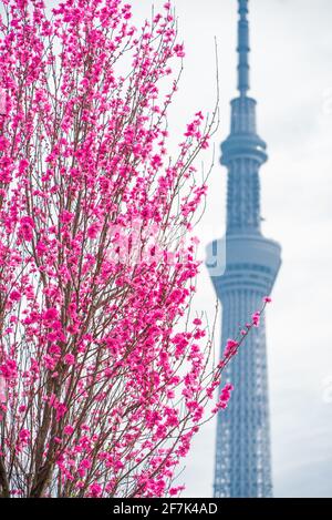 Tokyo Sky Tree during Sakura Season. Japanese sakura and cherry tree in full blossom. Pink flowers in Tokyo, Japan Stock Photo