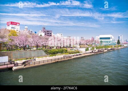 Sakura season by the Sumida River in Tokyo. Spring Hanami picnics and cherry blossom trees with pink flowers in Japan. Stock Photo