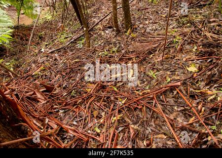 Organic debris on forest floor in Australian lowland subtropical rainforest in Queensland. Bark, leaves, fronds, form thick ground covering. Stock Photo