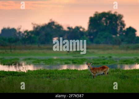 Kobus vardonii, Puku, animal waliking in the water during morning sunrise. Forest mammal in the habitat, Moremi ,Okavango, Botswana. Wildlife scene wi Stock Photo