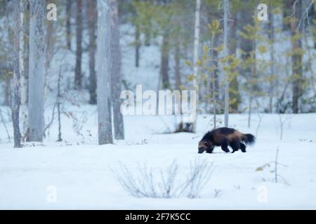 Wolverine in winter with snow. Running rare mammal in Finnish taiga. Wildlife scene from nature. Brown animal from north of Europe. Wild wolverine in Stock Photo