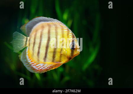 Symphysodon aequifasciatus, blue discus, fish in the water. Fish in the nature river habitat, green vegetation, Amazon, Brazil. Stock Photo