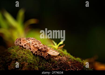 Fer-de-lance in nature habitat. Common Lancehead, Bothrops atrox, in tropical forest. Poison snake in the dark jungle. Detail of rare snake from Costa Stock Photo