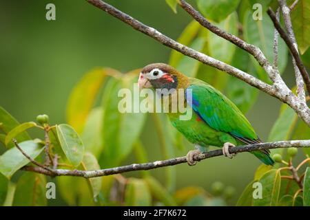 Detail close-up portrait of bird from Central America. Wildlife scene from tropical nature from Costa Rica. Brown-hooded Parrot, Pionopsitta haematoti Stock Photo