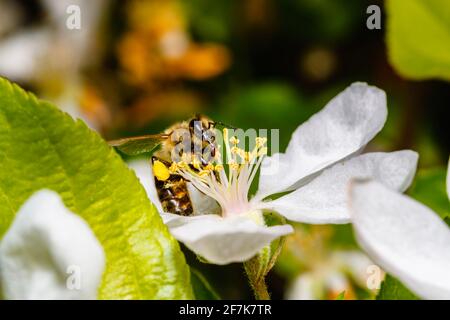 A honey bee, Apis mellifera, collecting nectar and pollen from the stamens of white apple tree blossom in spring, Surrey, south-east England, UK Stock Photo