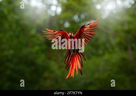 Red in forest. Macaw parrot flying in dark green vegetation with beautiful back light, . Scarlet Macaw, Ara macao, in tropical forest, Peru. Wildlife