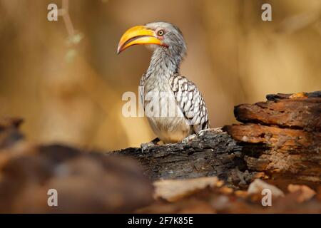 Southern Yellow-billed Hornbill, Tockus leucomelas, bird with big bill in the nature habitat with evening sun, sitting on the branch in Hwange Nationa Stock Photo