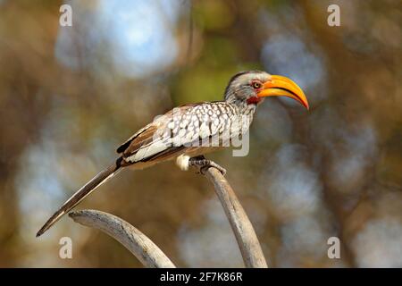 Southern Yellow-billed Hornbill, Tockus leucomelas, bird with big bill in the nature habitat with evening sun, sitting on the branch in Hwange Nationa Stock Photo