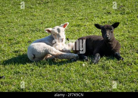 Black and white spring born lambs lying down in green field Stock Photo