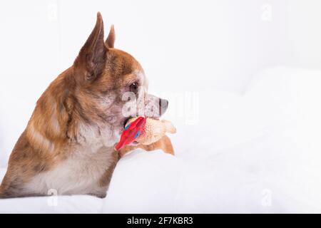 Cute little brown chihuahua dog of profile with his toy lying on white bed