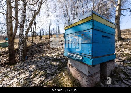 Beehives in a field with trees, hives. Stock Photo