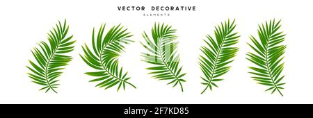 Set of tropical palm leaves. Stock Vector