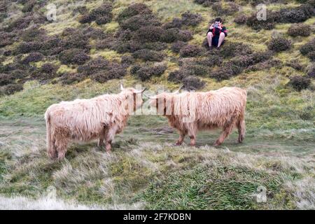 A man photographing highland cows from close range Stock Photo