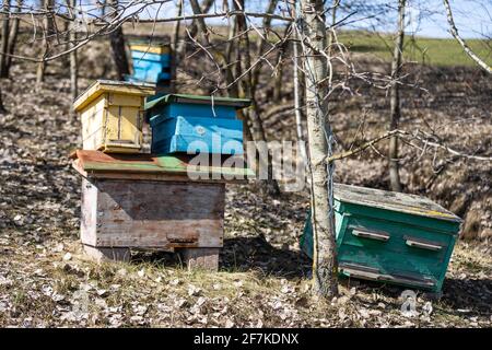 Beehives in a field with trees, hives. Stock Photo