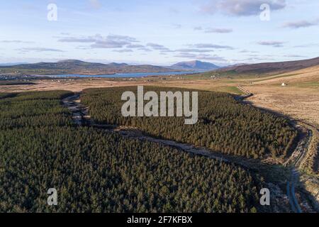 Sitka Spruce Tree Forest, Portmagee, County Kerry, Ireland Stock Photo