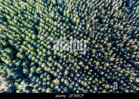 Sitka Spruce Tree Forest, Portmagee, County Kerry, Ireland Stock Photo