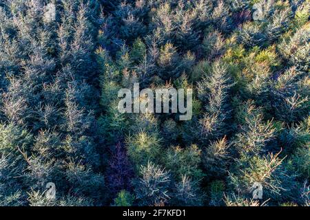 Sitka Spruce Tree Forest, Portmagee, County Kerry, Ireland Stock Photo