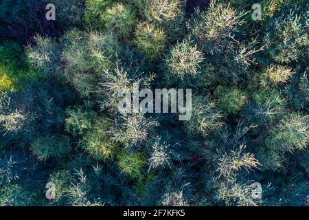 Sitka Spruce Tree Forest, Portmagee, County Kerry, Ireland Stock Photo