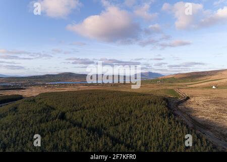 Sitka Spruce Tree Forest, Portmagee, County Kerry, Ireland Stock Photo