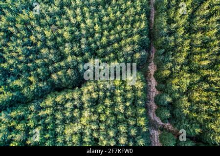 Sitka Spruce Tree Forest, Portmagee, County Kerry, Ireland Stock Photo