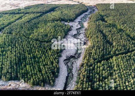 Sitka Spruce Tree Forest, Portmagee, County Kerry, Ireland Stock Photo