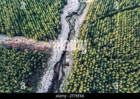 Sitka Spruce Tree Forest, Portmagee, County Kerry, Ireland Stock Photo