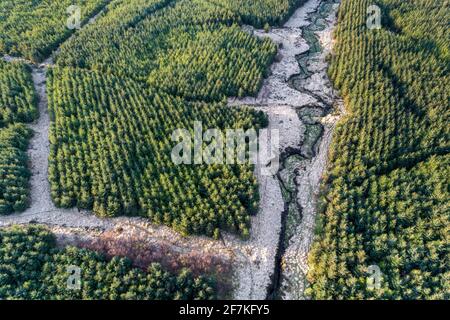 Sitka Spruce Tree Forest, Portmagee, County Kerry, Ireland Stock Photo