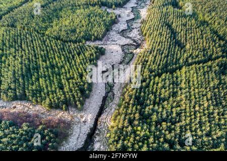 Sitka Spruce Tree Forest, Portmagee, County Kerry, Ireland Stock Photo