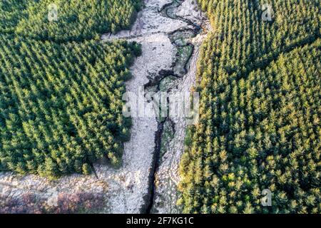 Sitka Spruce Tree Forest, Portmagee, County Kerry, Ireland Stock Photo