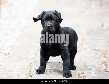 Eight Week Old Black Labrador Puppy Stock Photo